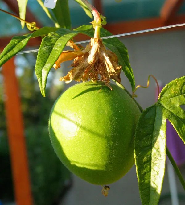 Maypop (Hardy Passionflower) (Passiflora incarnata)