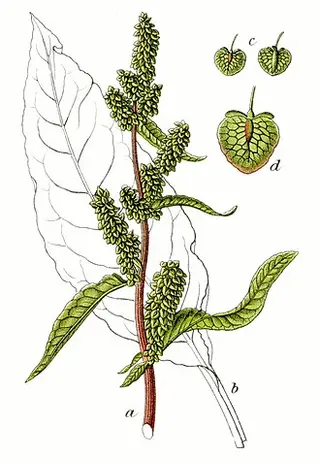 Patience Dock (Herb Patience) (Rumex patientia)