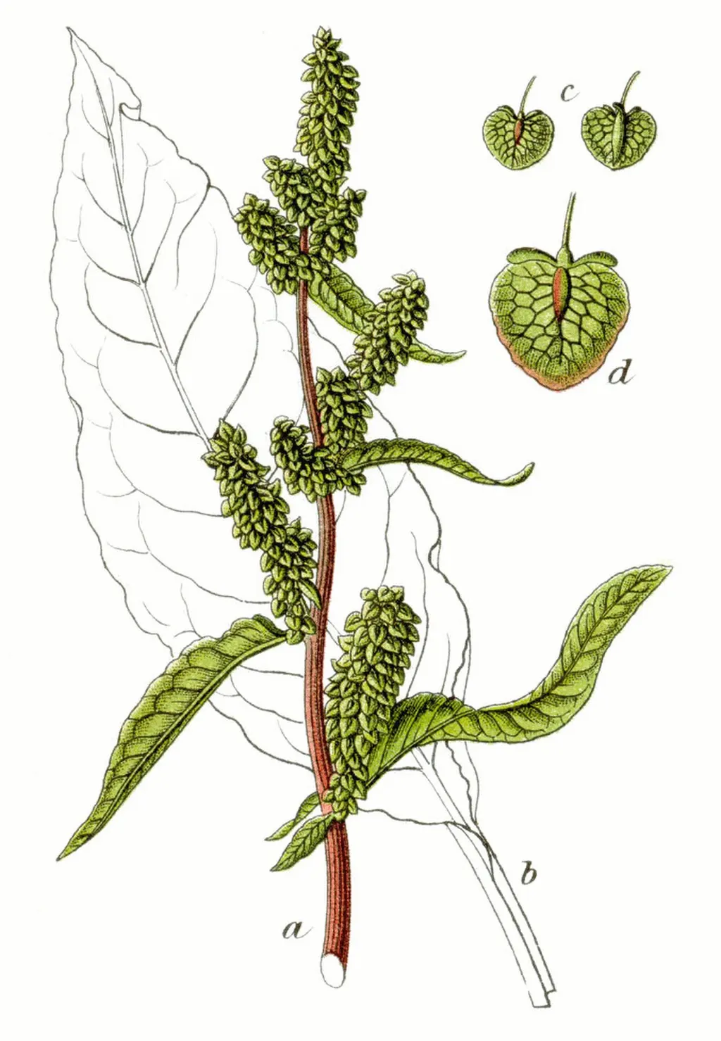 Patience Dock (Herb Patience) (Rumex patientia)