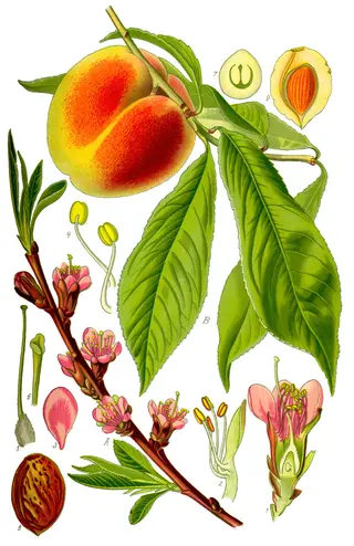 Peach (Prunus persica)