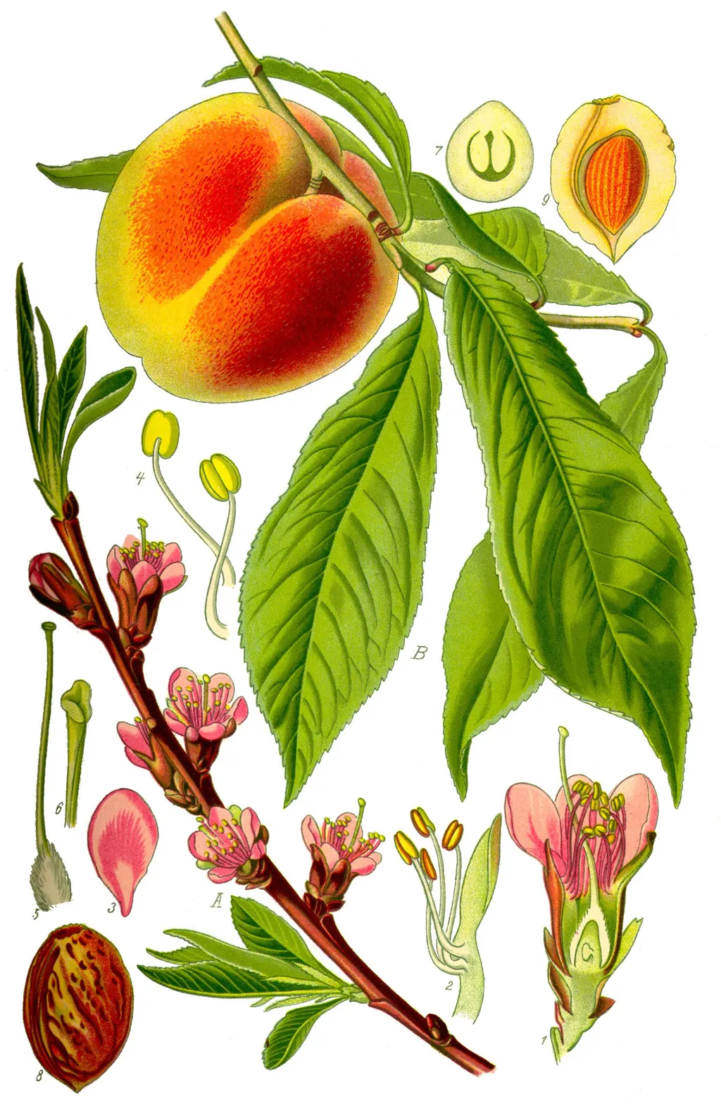 Peach (Prunus persica)