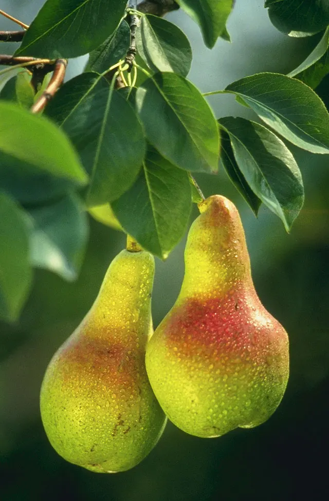 Pear (Pyrus communis)