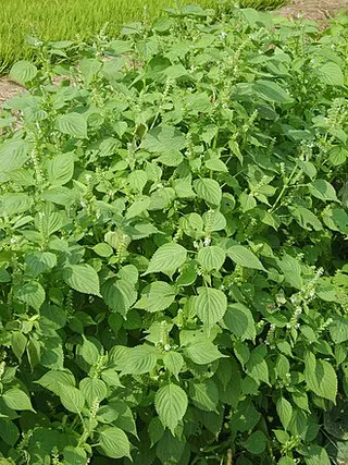 Perilla (Shiso) (Perilla frutescens)