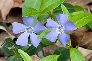 Lesser Periwinkle (Vinca minor)
