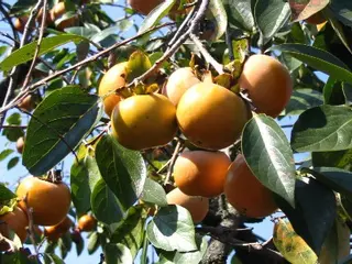 Persimmon (Kaki) (Diospyros kaki)
