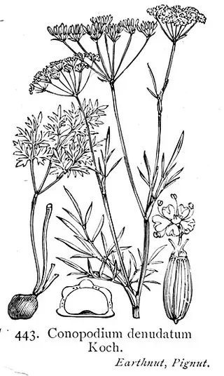 Pignut (Conopodium majus)