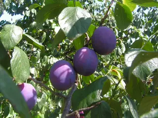Plum (Prunus domestica)