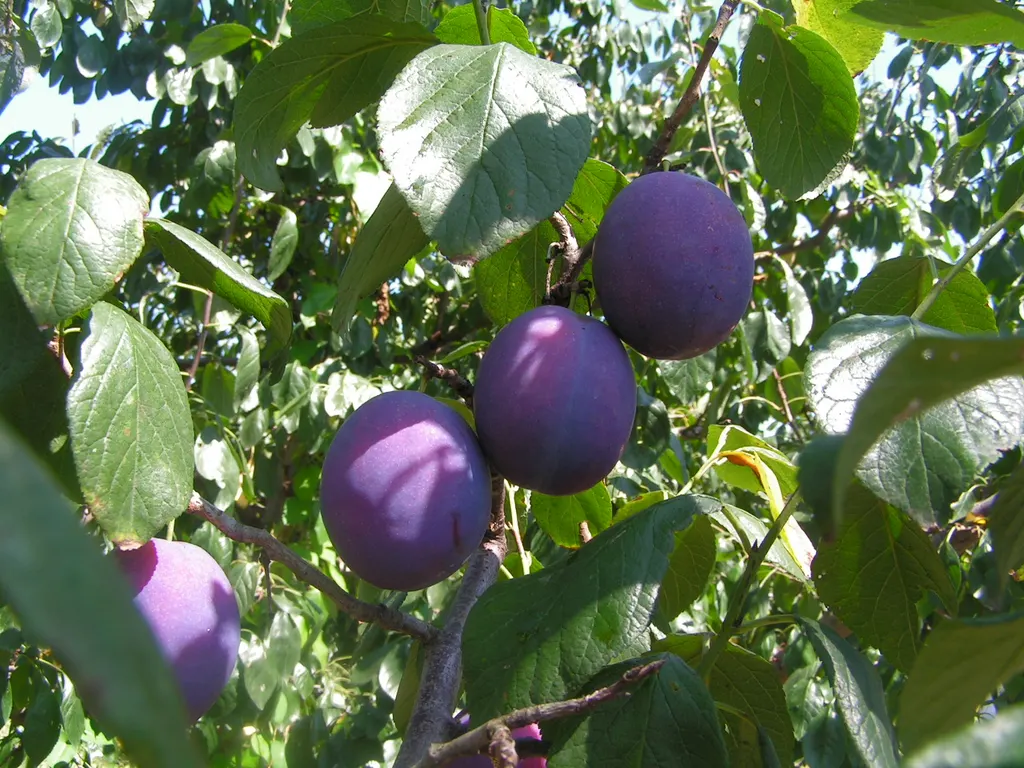 Plum (Prunus domestica)