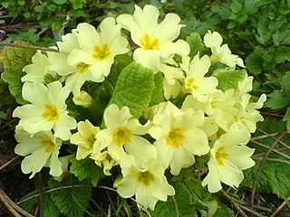 Primrose (Primula vulgaris)