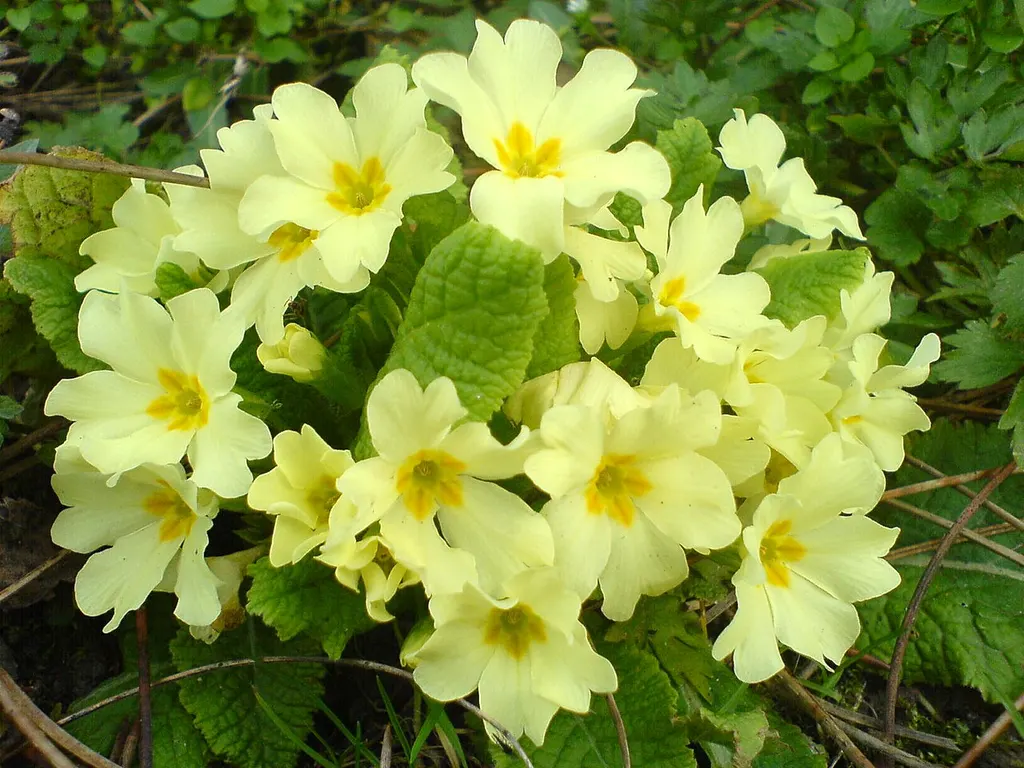 Primrose (Primula vulgaris)