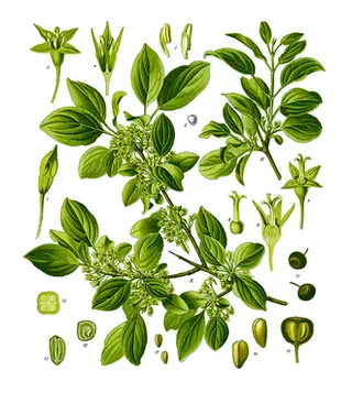 Purging Buckthorn (Rhamnus cathartica)