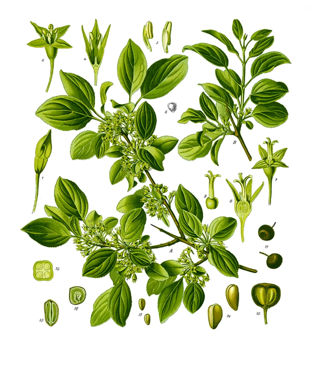 Purging Buckthorn (Rhamnus cathartica)