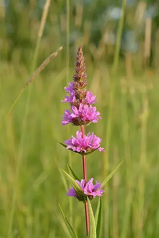 Purple Loosestrife (Lythrum salicaria)