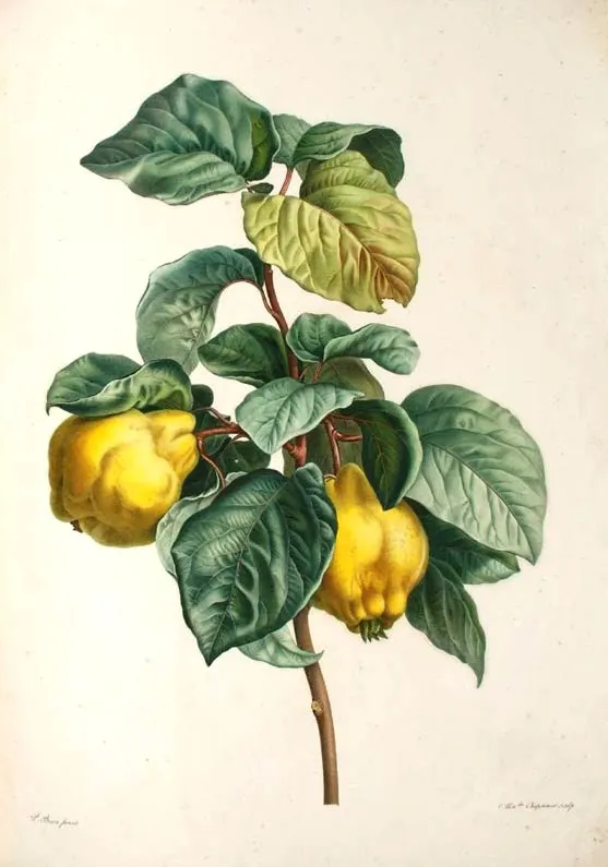 Quince (Cydonia oblonga)
