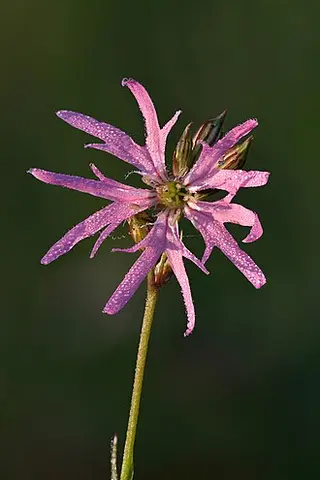 Ragged Robin (Silene flos-cuculi)