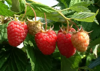 Raspberry (Rubus idaeus)