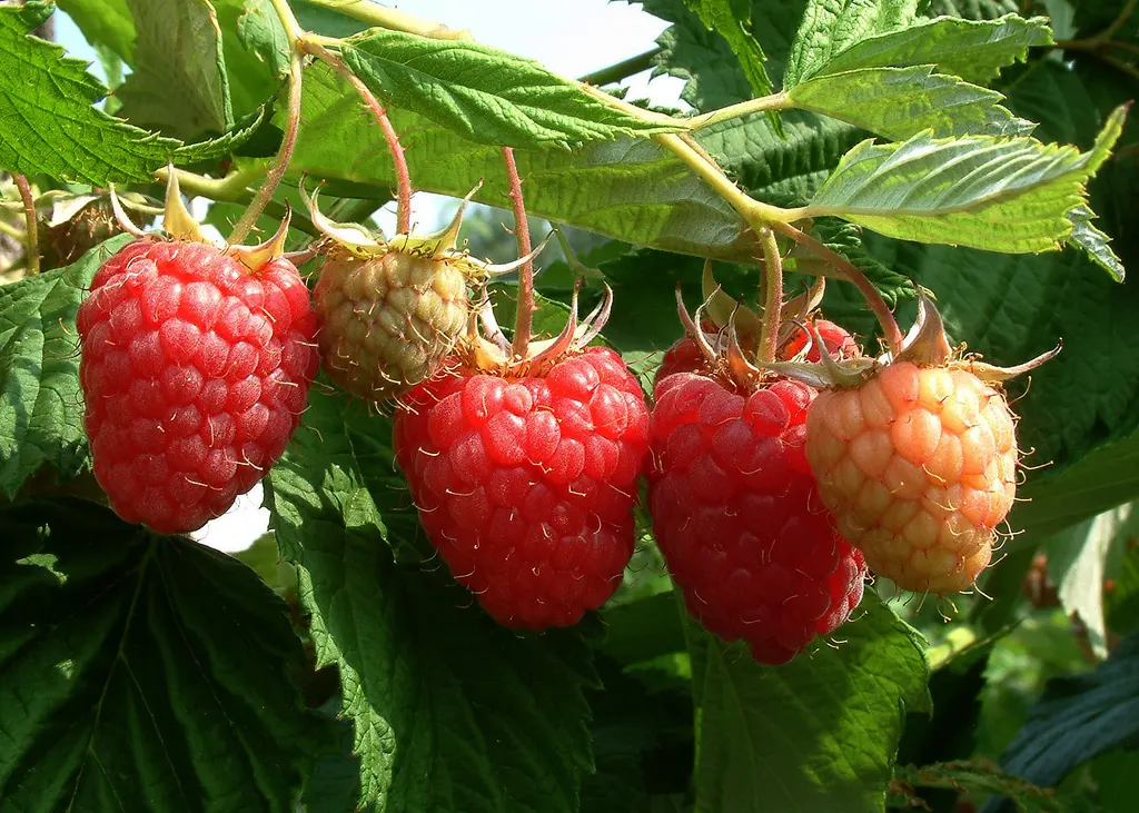 Raspberry (Rubus idaeus)