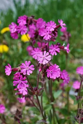 Red Campion (Silene dioica)
