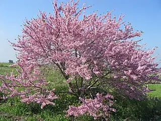 Judas Tree (Redbud) (Cercis siliquastrum)