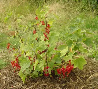Redcurrant (Ribes rubrum)