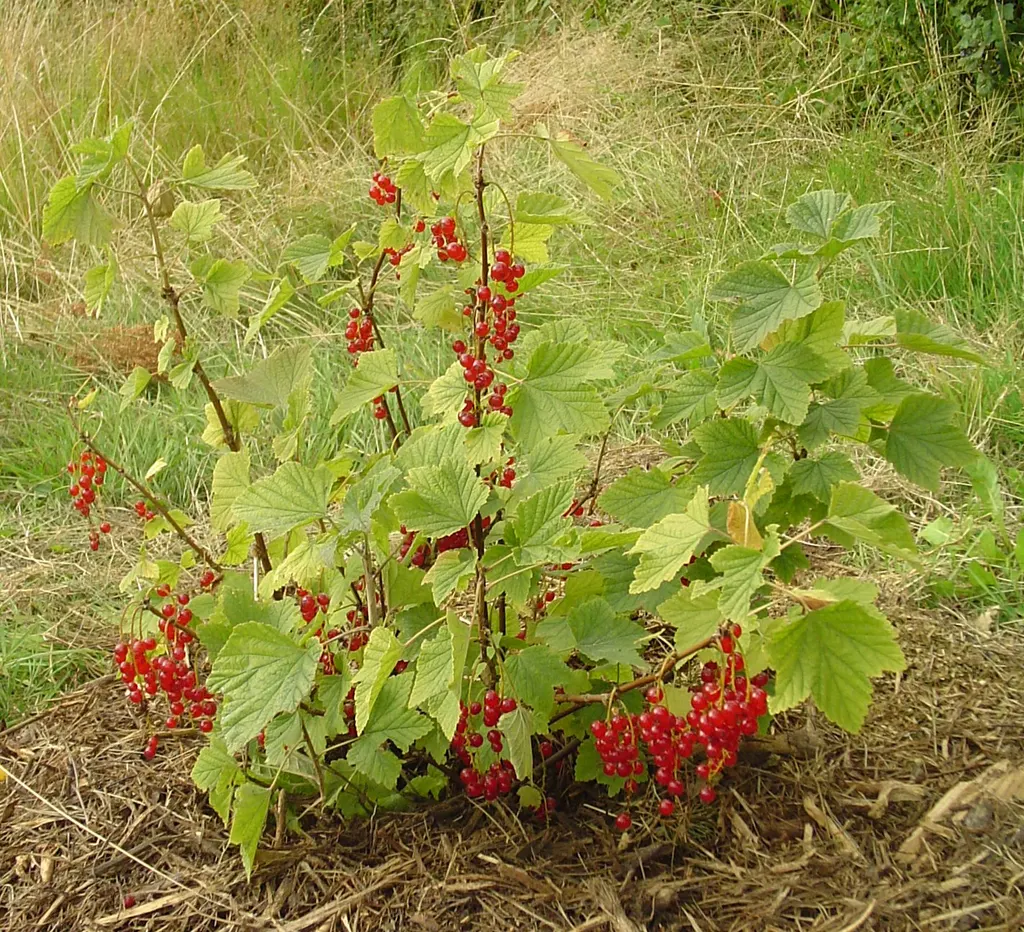 Redcurrant (Ribes rubrum)