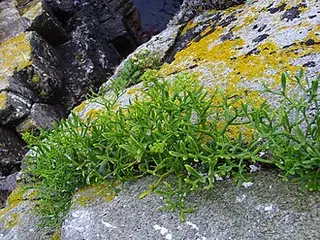 Rock Samphire (Crithmum maritimum)