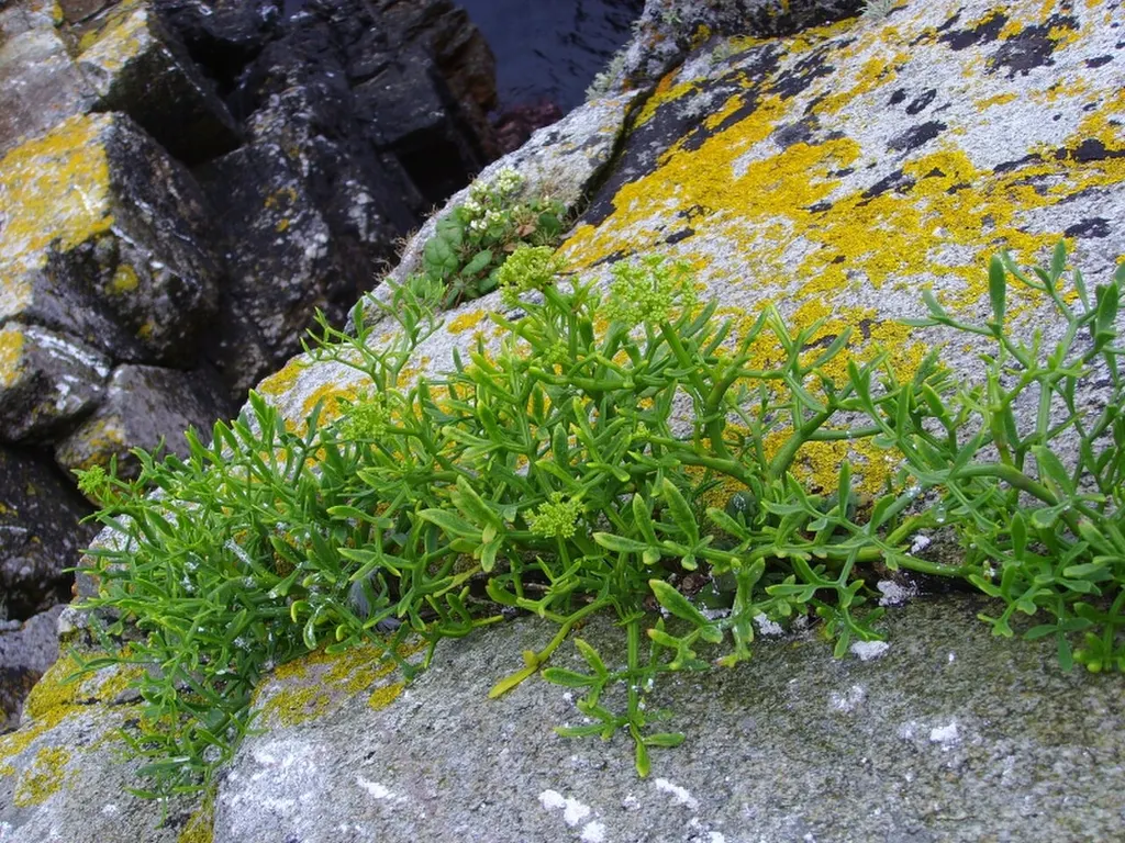 Rock Samphire (Crithmum maritimum)