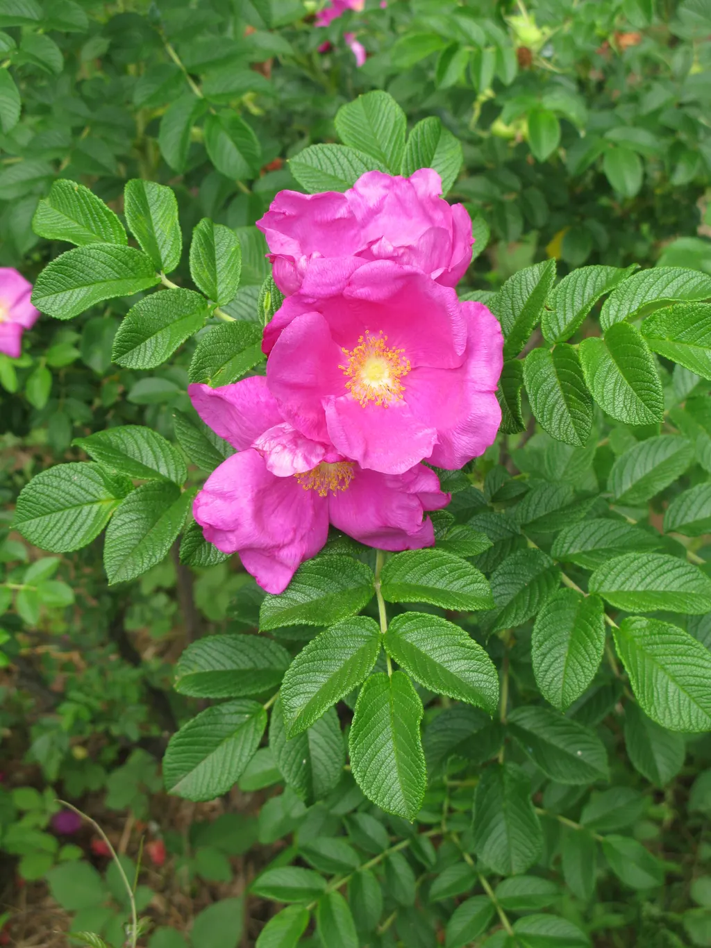 Rugosa Rose (Rosa rugosa)