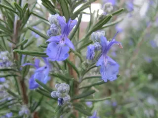 Rosemary (Salvia rosmarinus)