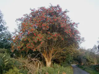 Rowan (Sorbus aucuparia)