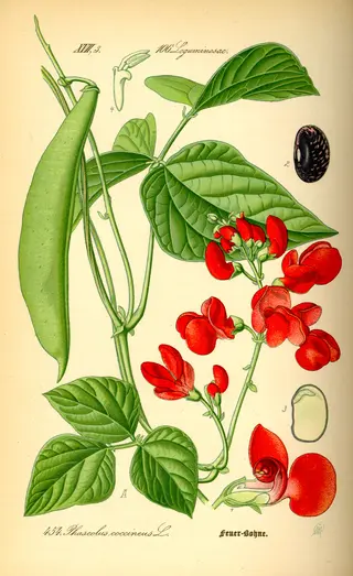 Runner Bean (perennial) (Phaseolus coccineus)