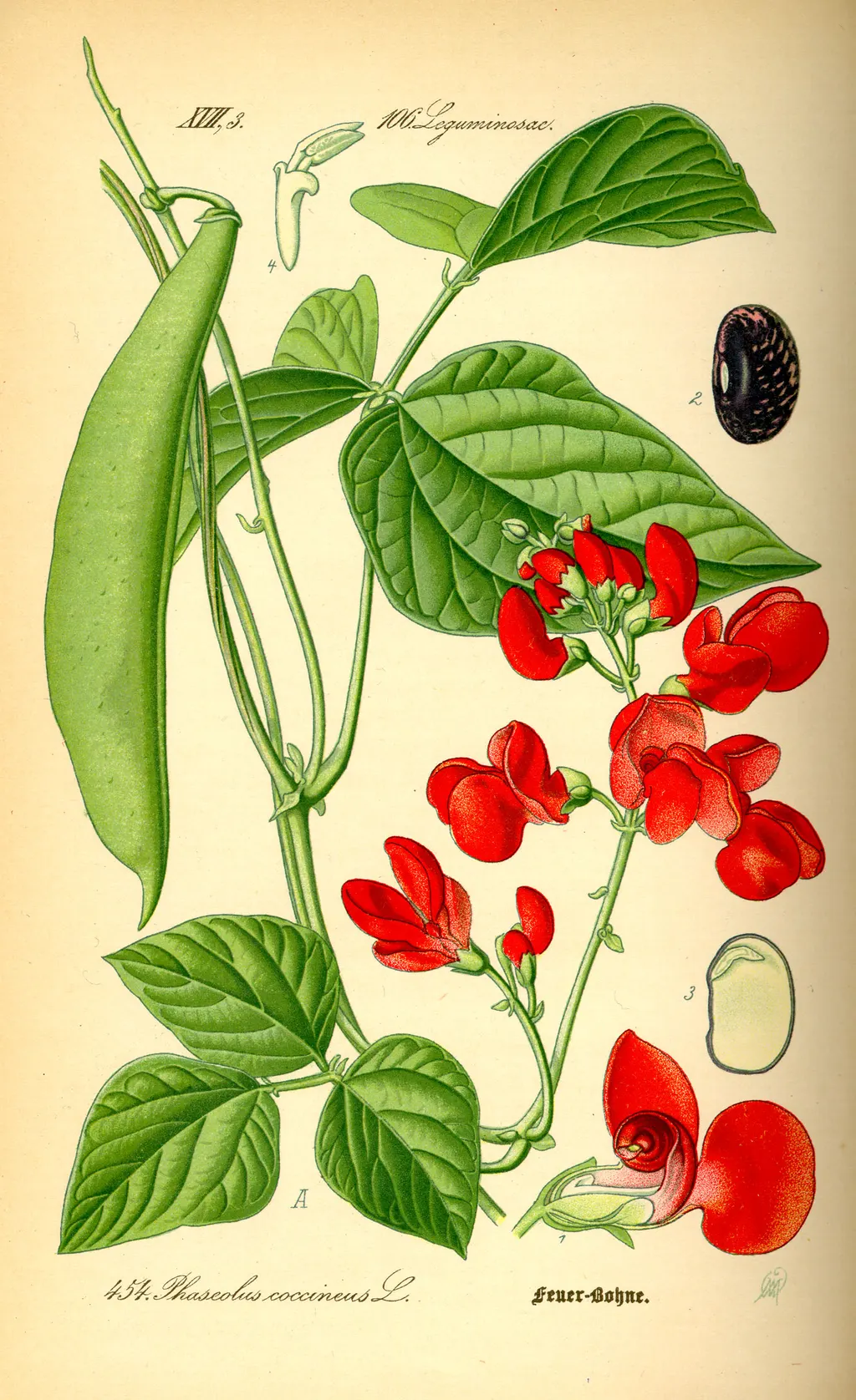 Runner Bean (perennial) (Phaseolus coccineus)