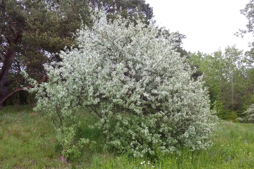 Russian Olive (Elaeagnus angustifolia)