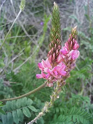 Sainfoin (Onobrychis viciifolia)