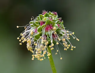 Salad Burnet (Sanguisorba minor)