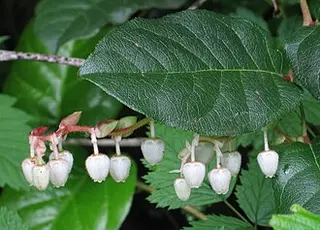 Salal (Gaultheria shallon)