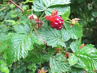 Salmonberry (Rubus spectabilis)