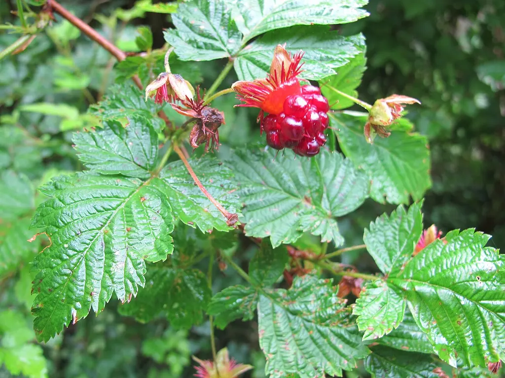 Salmonberry (Rubus spectabilis)