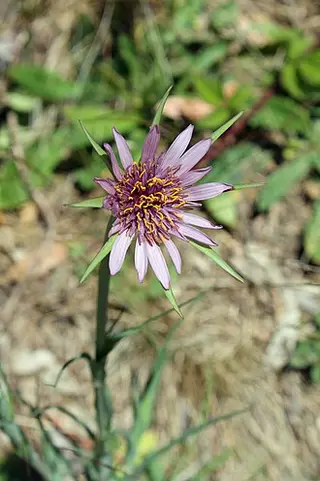 Salsify (Tragopogon porrifolius)