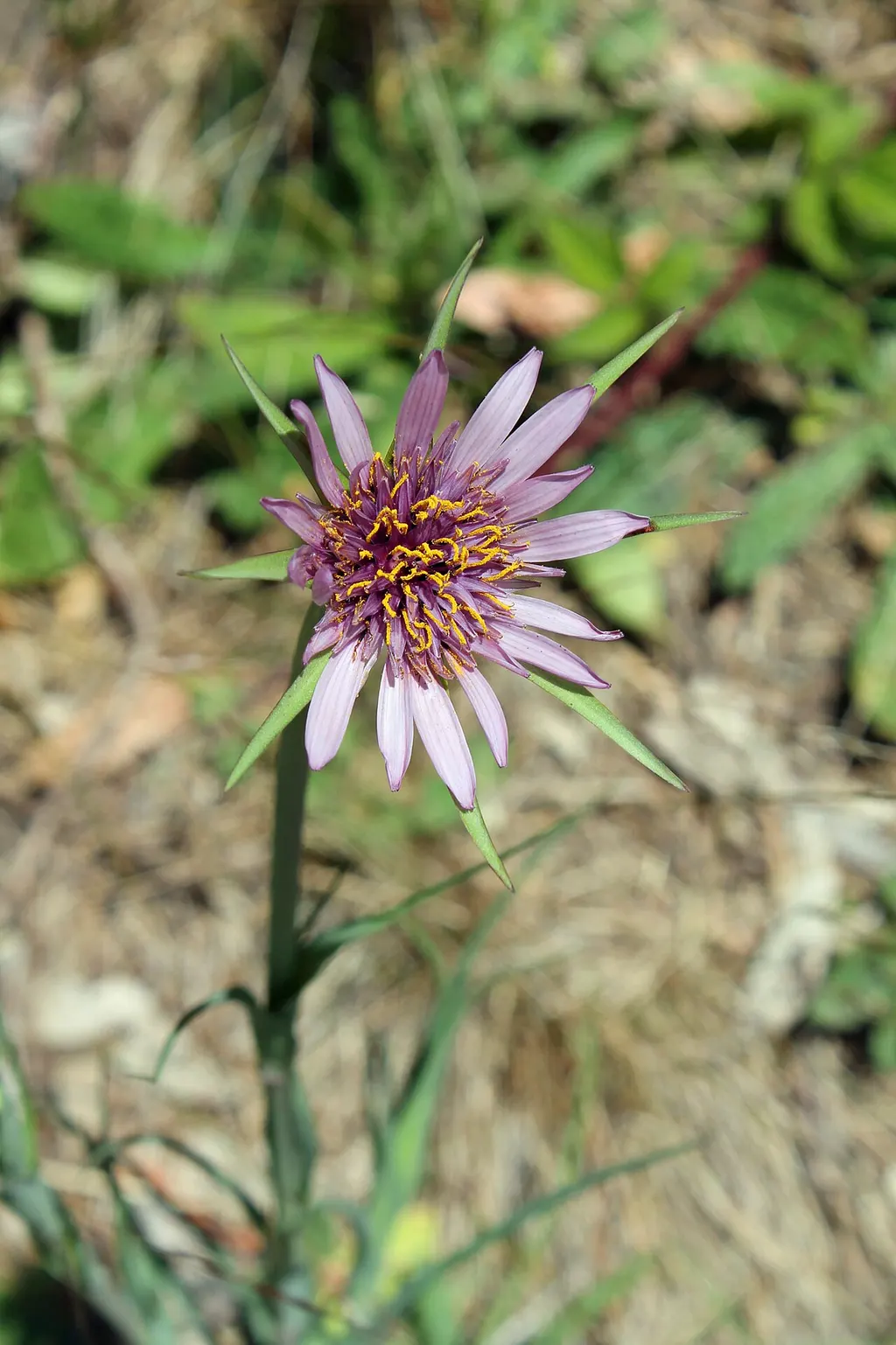 Salsify (Tragopogon porrifolius)