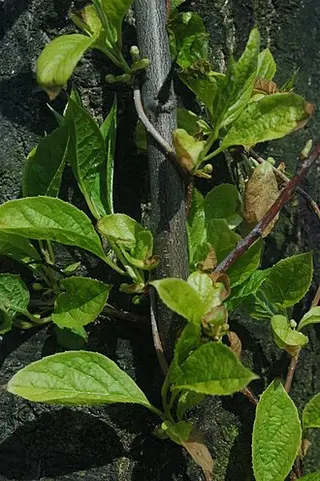 Schisandra (Magnolia Vine) (Schisandra chinensis)