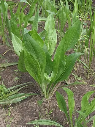 Scorzonera (Scorzonera hispanica)