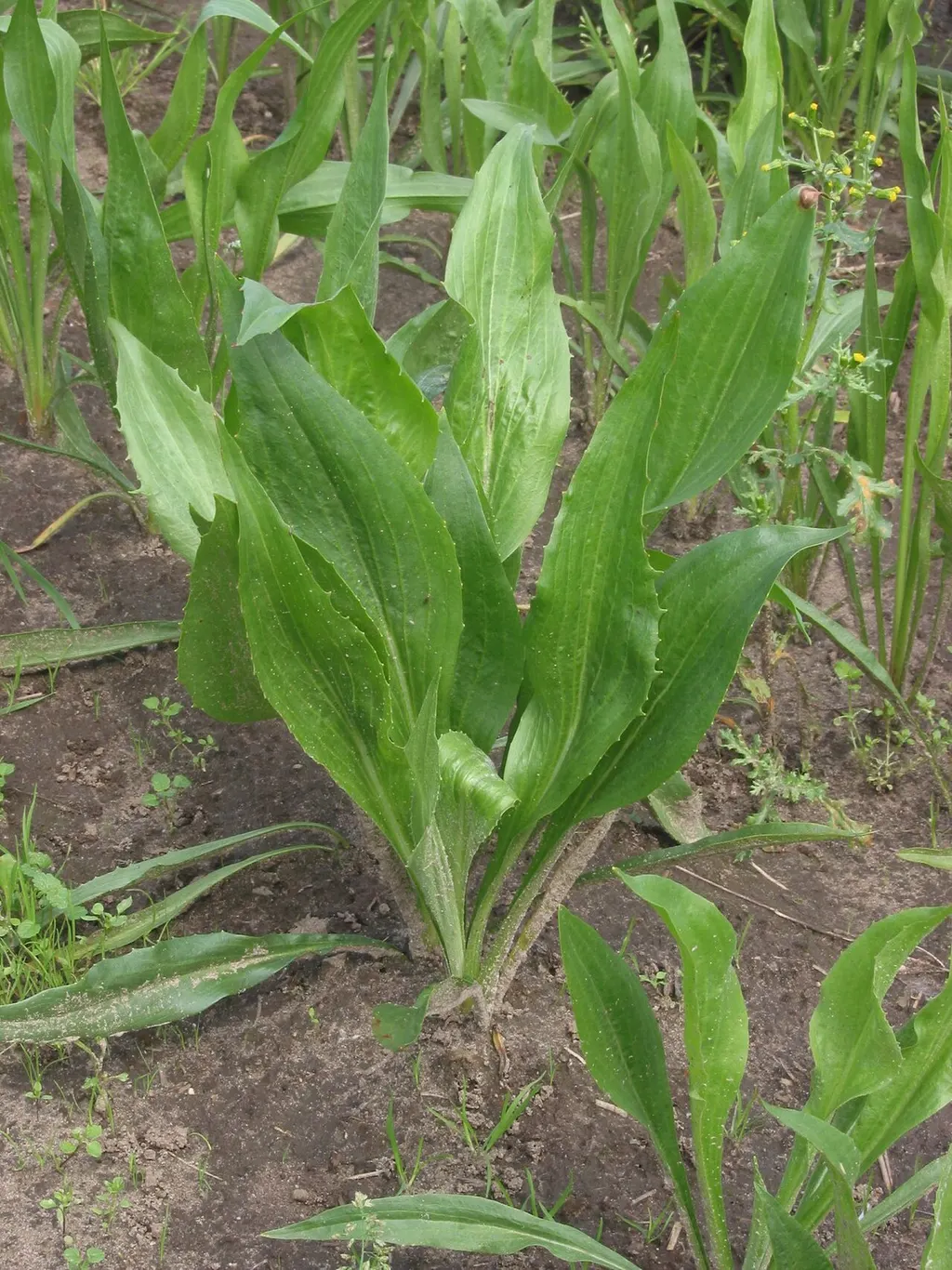 Scorzonera (Scorzonera hispanica)