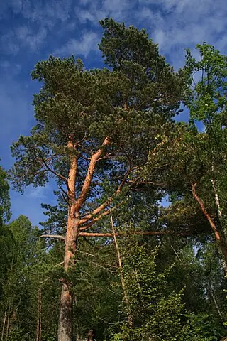 Scots Pine (Pinus sylvestris)
