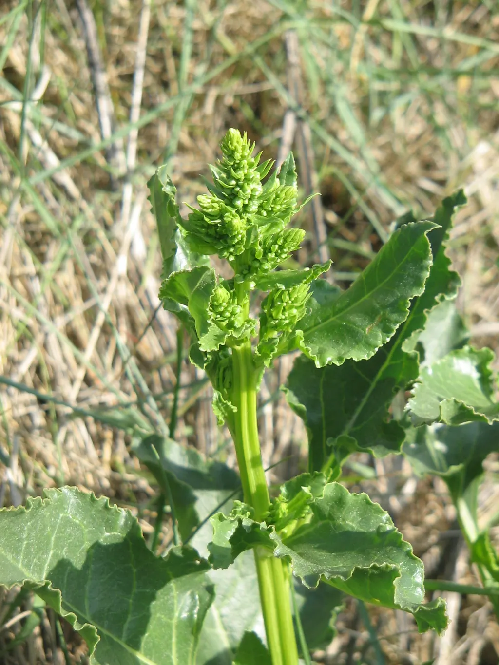 Sea Beet (Beta vulgaris subsp. maritima)