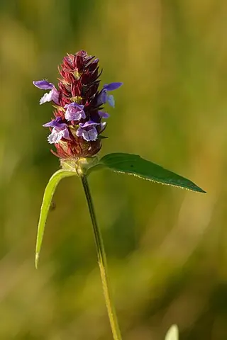 Self-heal (Prunella vulgaris)