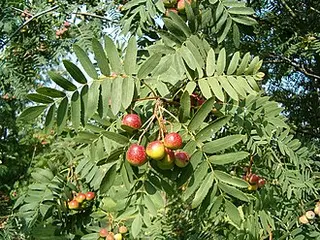 True Service Tree (Sorbus domestica)