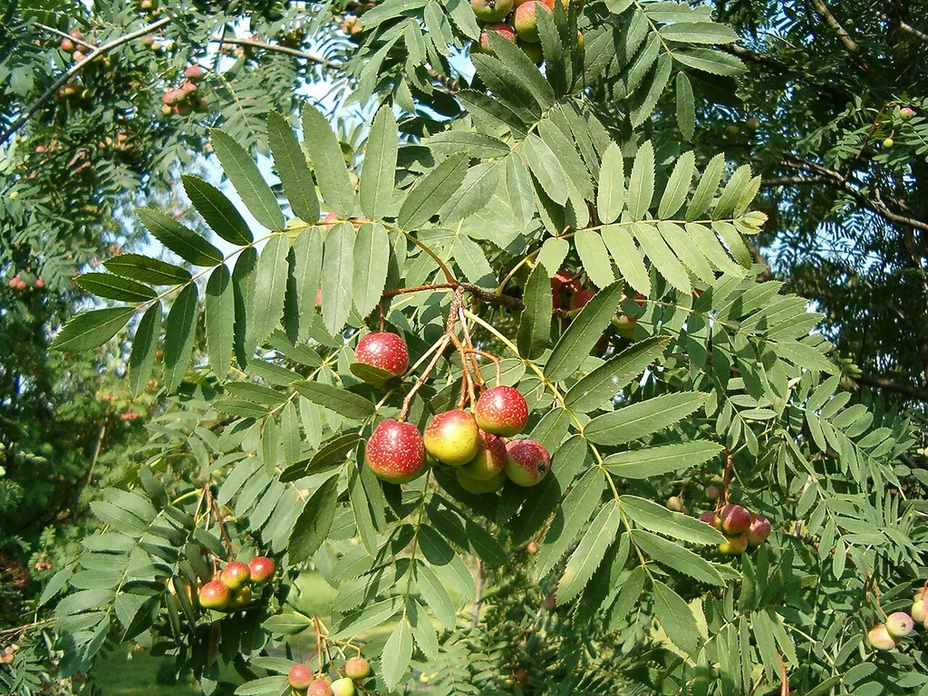 True Service Tree (Sorbus domestica)