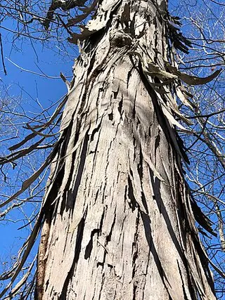 Shagbark Hickory (Carya ovata)