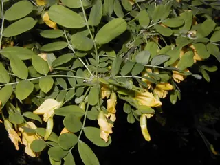 Siberian Pea Tree (Caragana arborescens)
